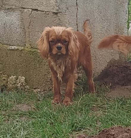 Du Domaine Des Devets - Chiot disponible  - Cavalier King Charles Spaniel