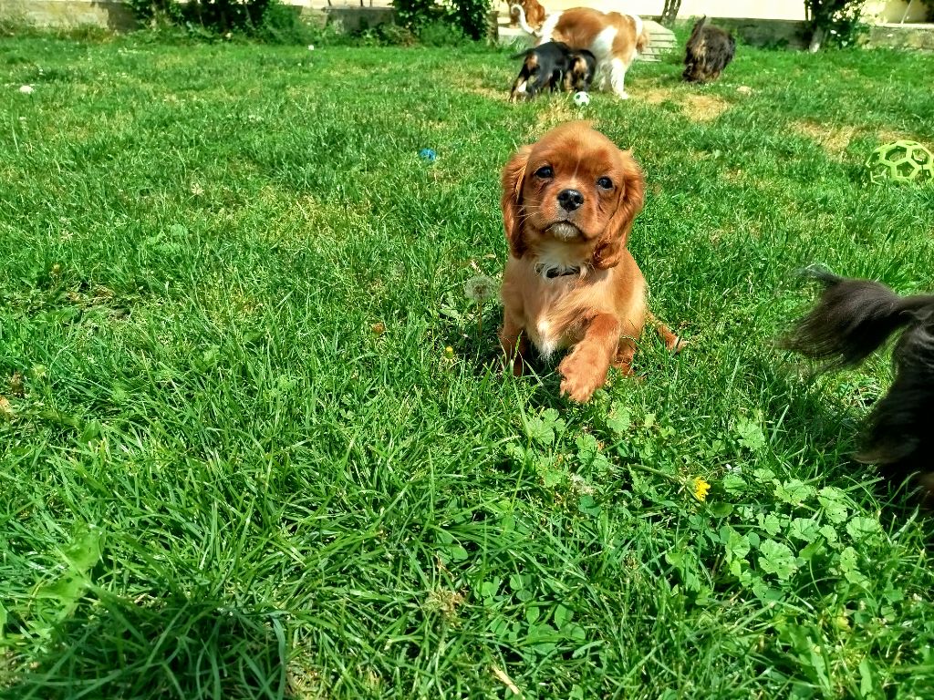 Du Domaine Des Devets - Chiot disponible  - Cavalier King Charles Spaniel