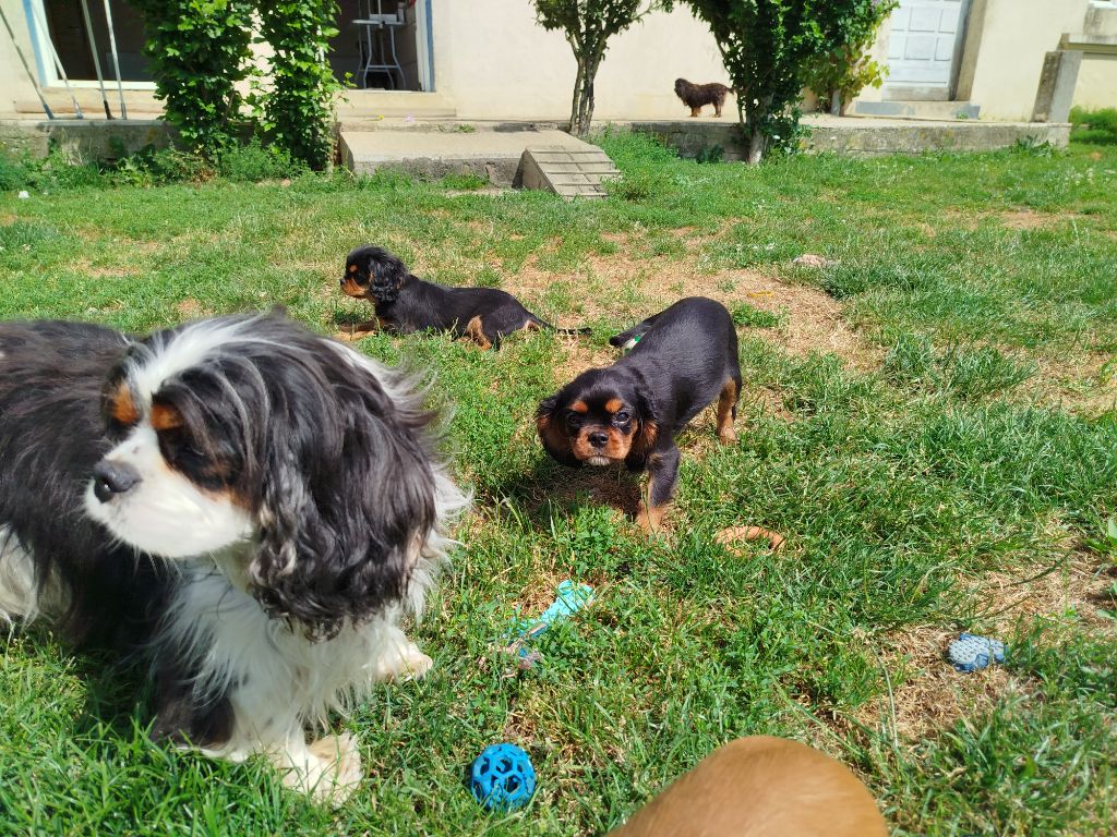 Du Domaine Des Devets - Chiot disponible  - Cavalier King Charles Spaniel