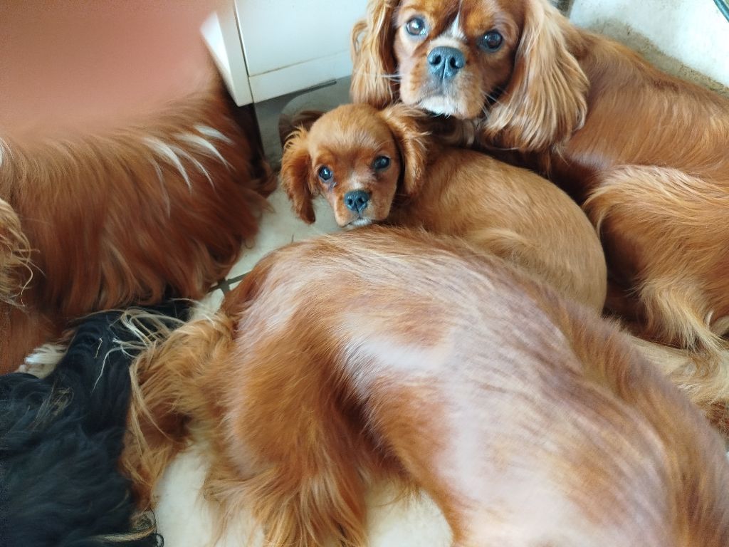 Du Domaine Des Devets - Chiot disponible  - Cavalier King Charles Spaniel