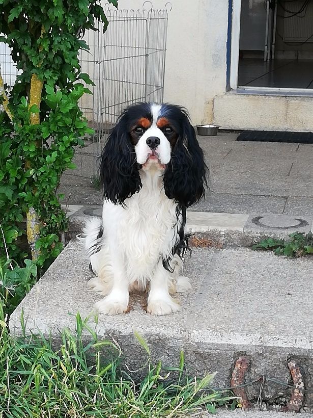 Oscar (Sans Affixe)