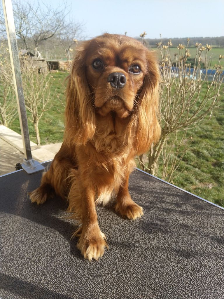 Ruby Du Domaine Des Devets