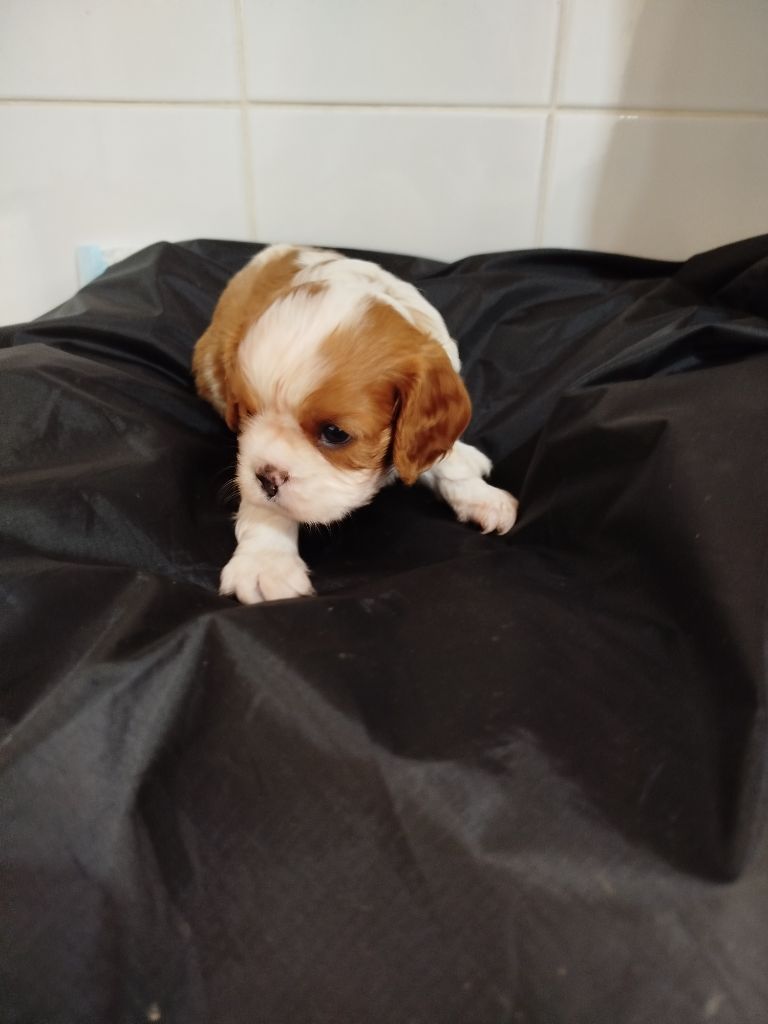 Du Domaine Des Devets - Chiots disponibles - Cavalier King Charles Spaniel