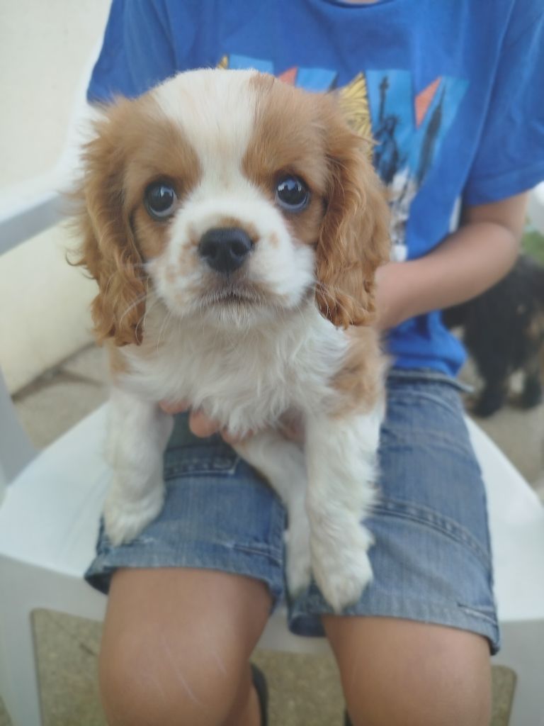 Du Domaine Des Devets - Chiots disponibles - Cavalier King Charles Spaniel