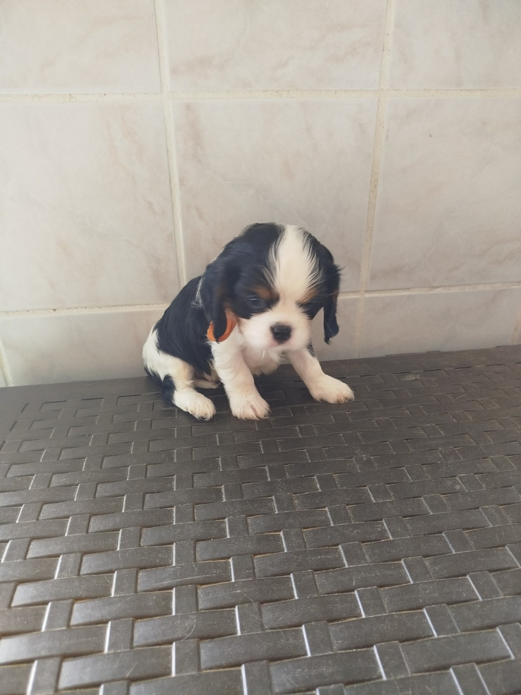 Du Domaine Des Devets - Chiots disponibles - Cavalier King Charles Spaniel