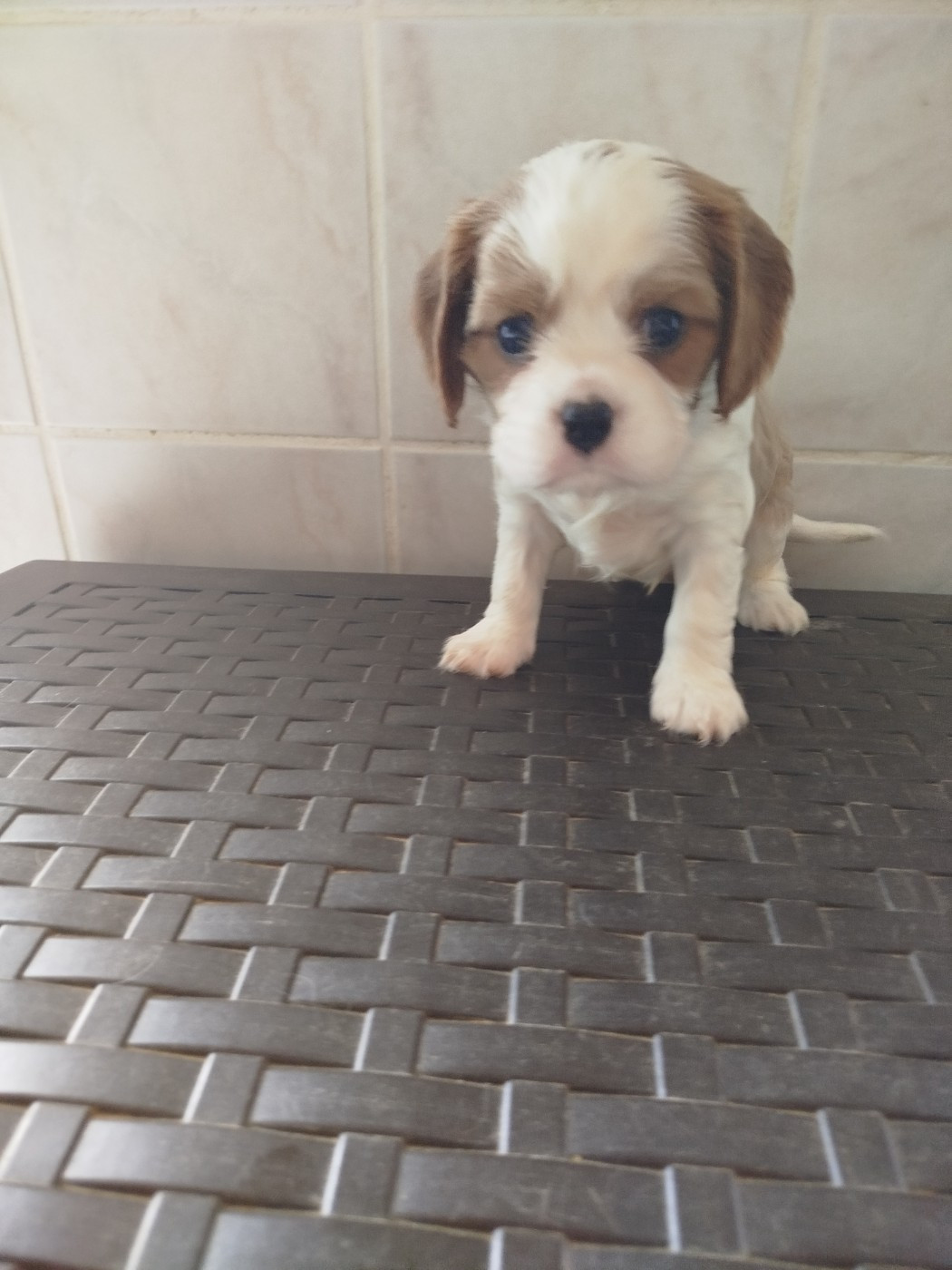 Du Domaine Des Devets - Chiots disponibles - Cavalier King Charles Spaniel