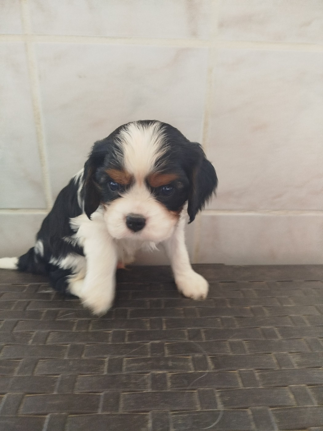 Du Domaine Des Devets - Chiots disponibles - Cavalier King Charles Spaniel