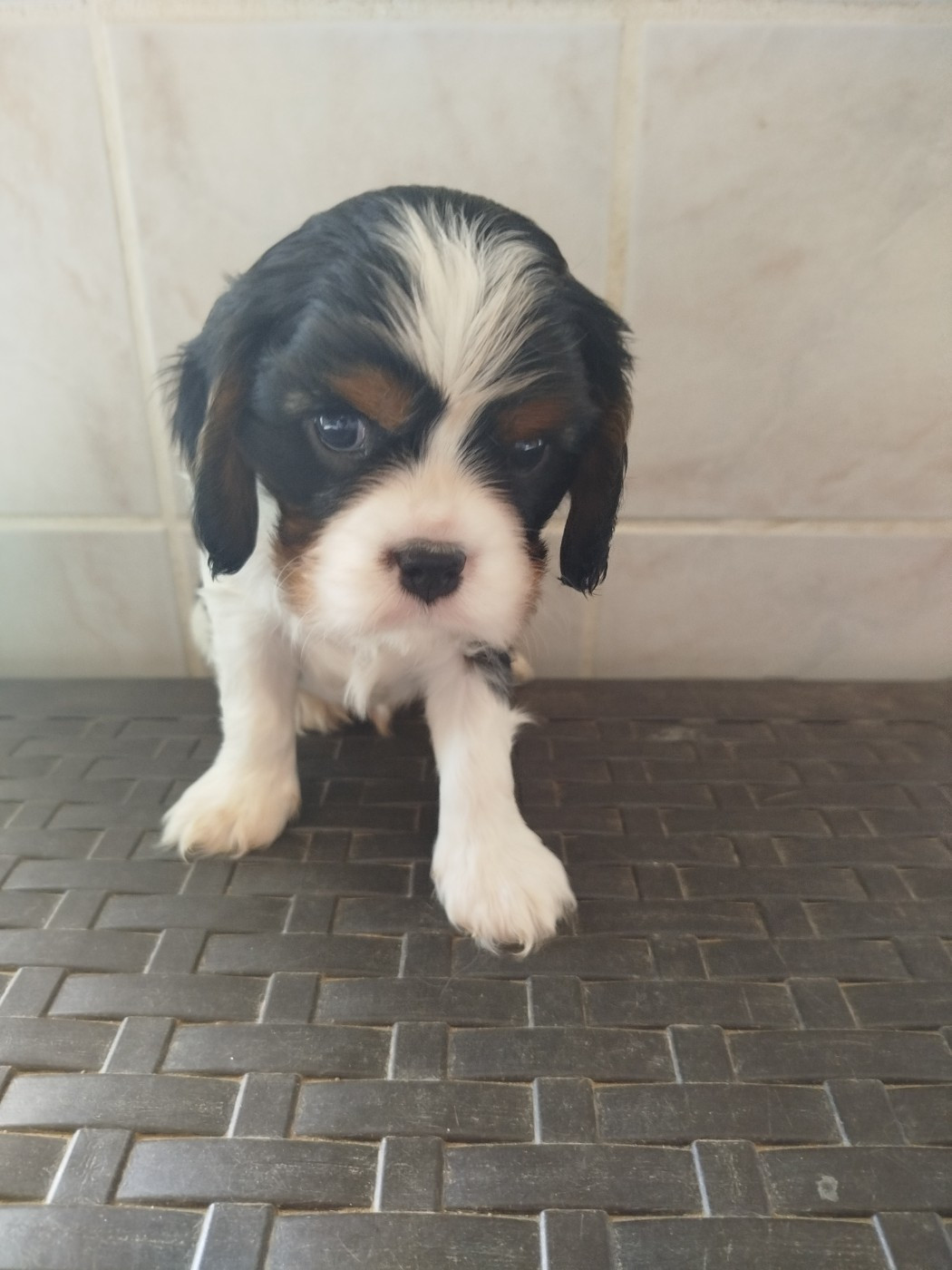 Du Domaine Des Devets - Chiots disponibles - Cavalier King Charles Spaniel