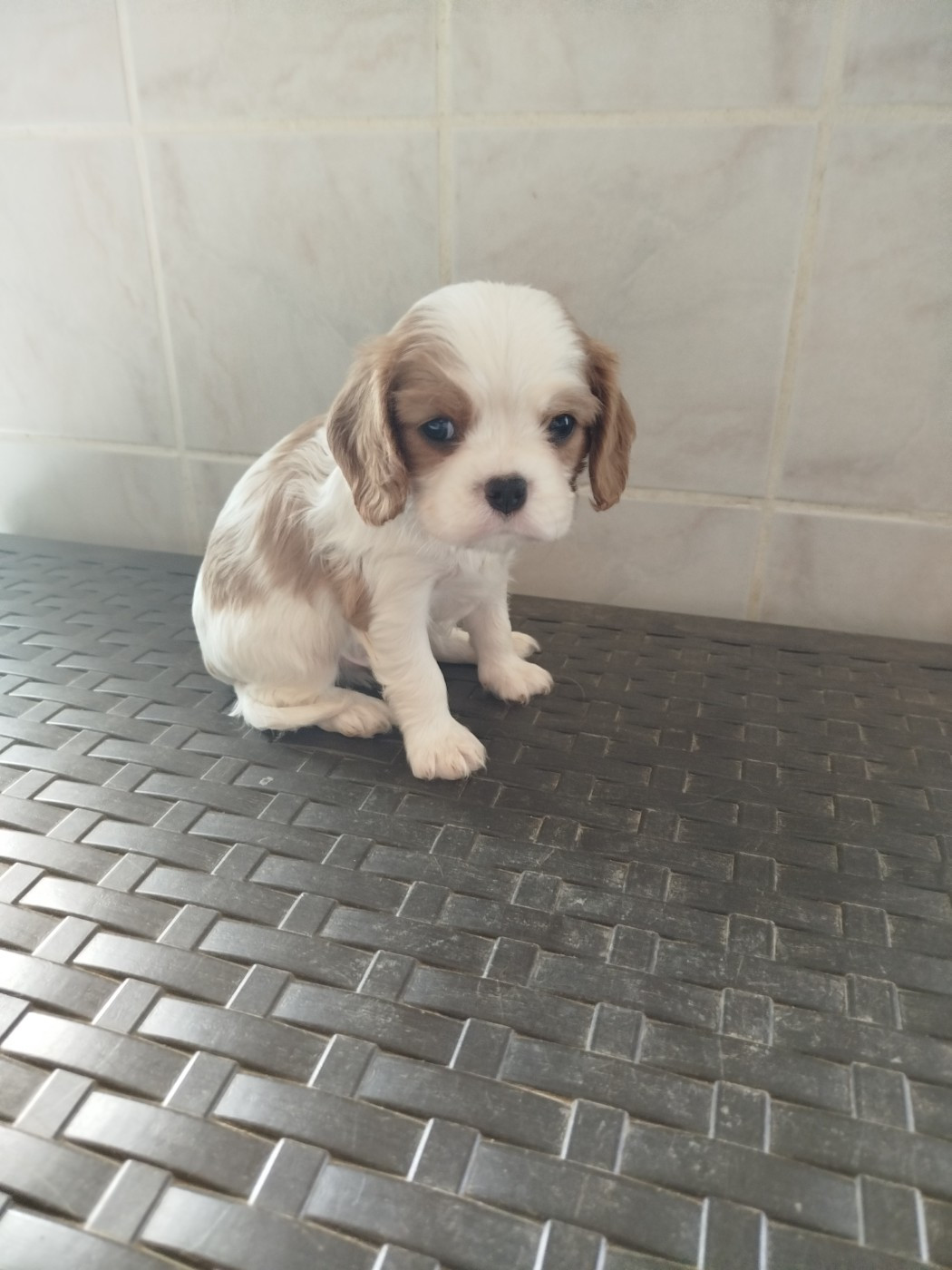 Du Domaine Des Devets - Chiots disponibles - Cavalier King Charles Spaniel