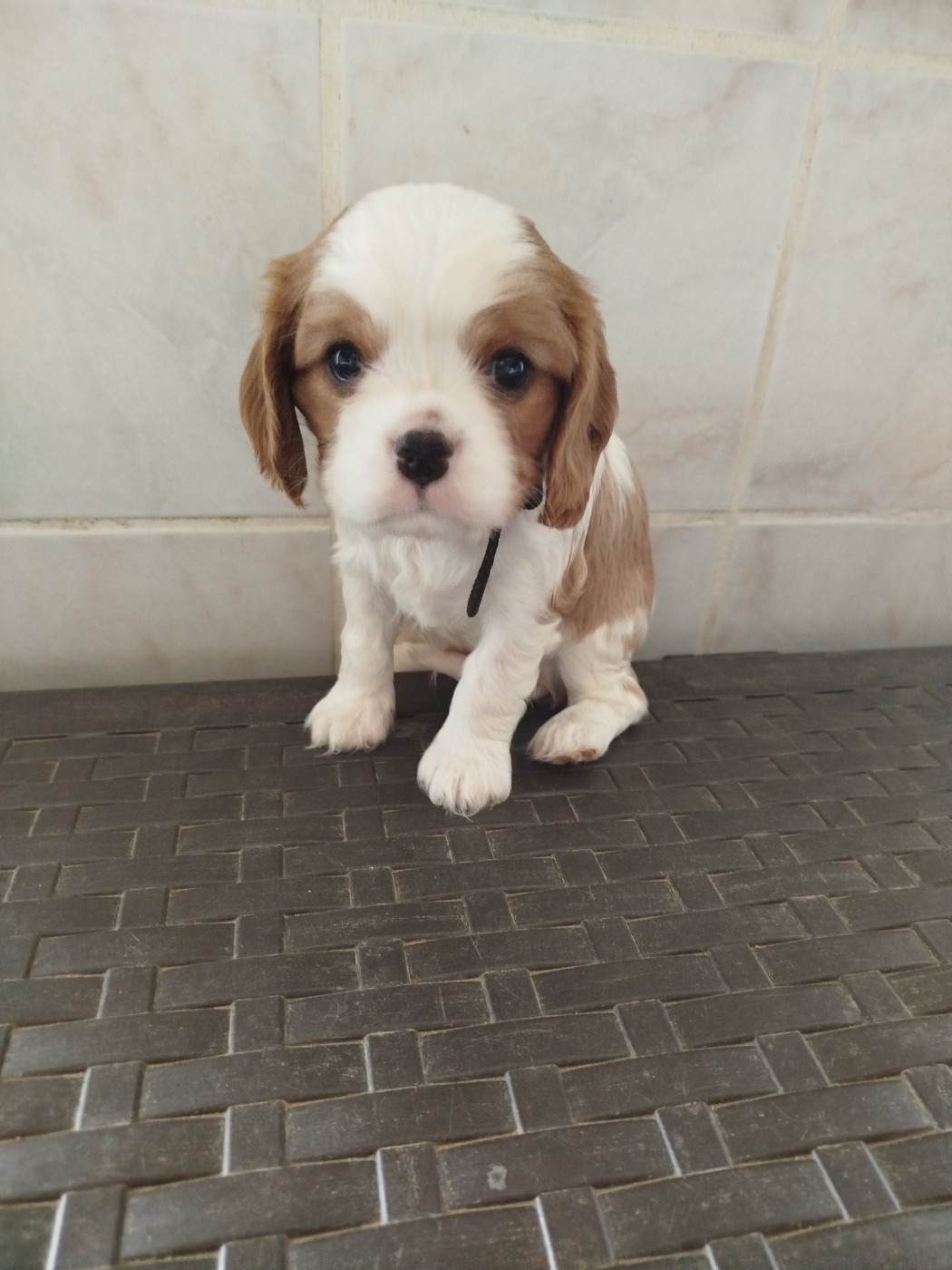 Du Domaine Des Devets - Chiots disponibles - Cavalier King Charles Spaniel