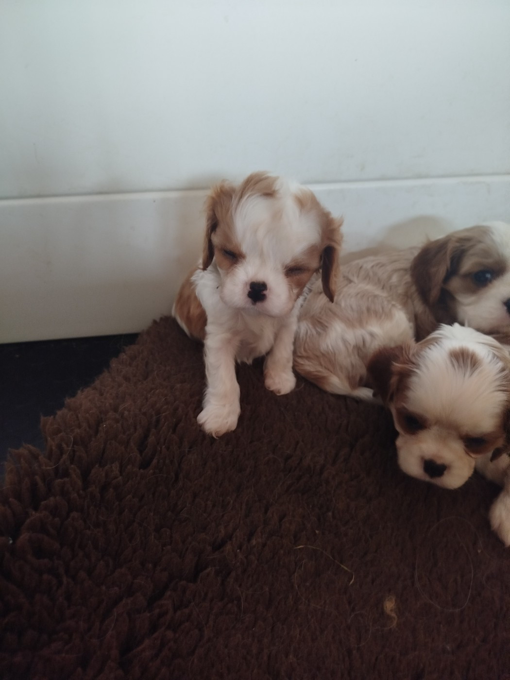 Du Domaine Des Devets - Chiots disponibles - Cavalier King Charles Spaniel