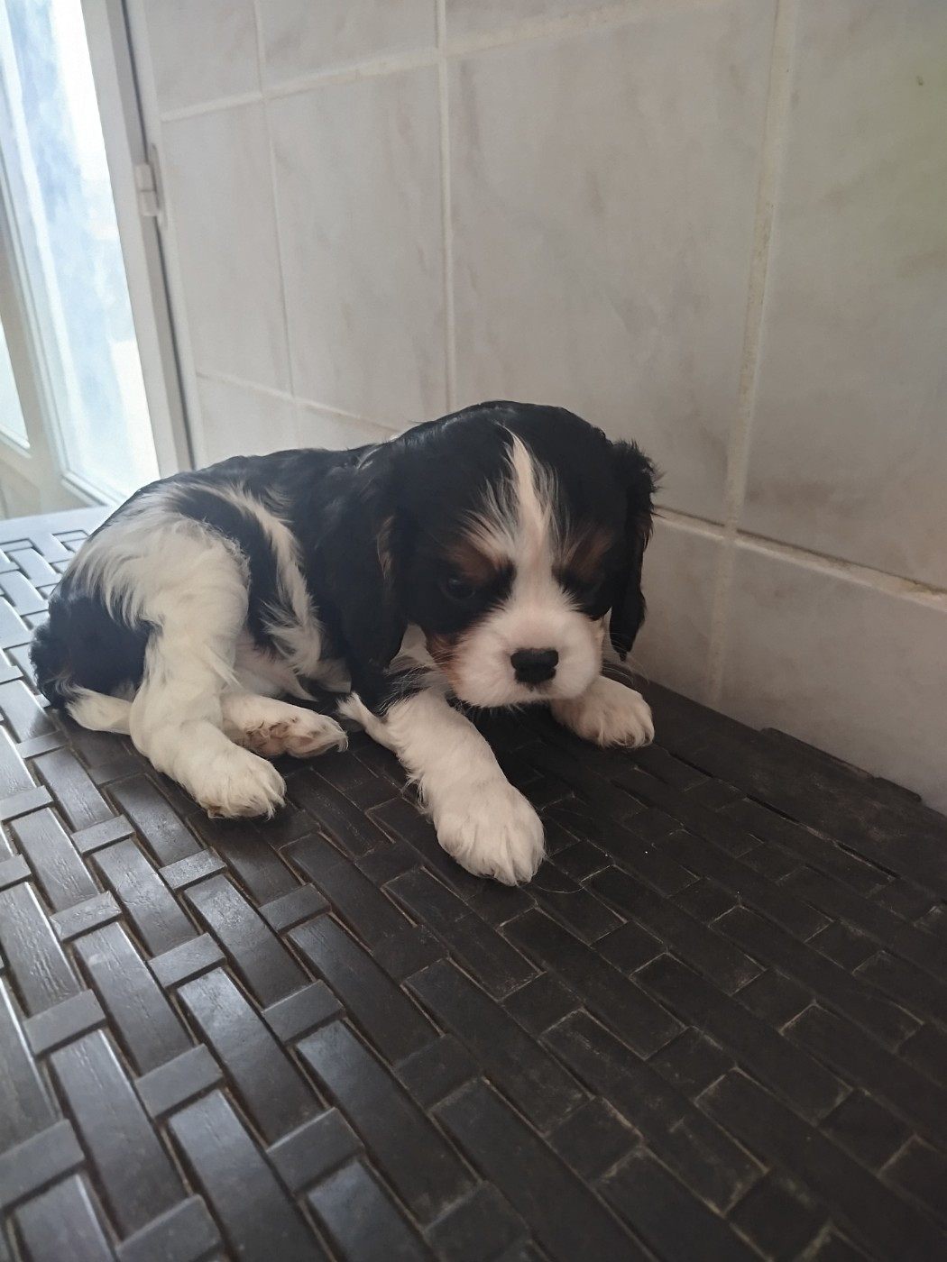 Du Domaine Des Devets - Chiots disponibles - Cavalier King Charles Spaniel