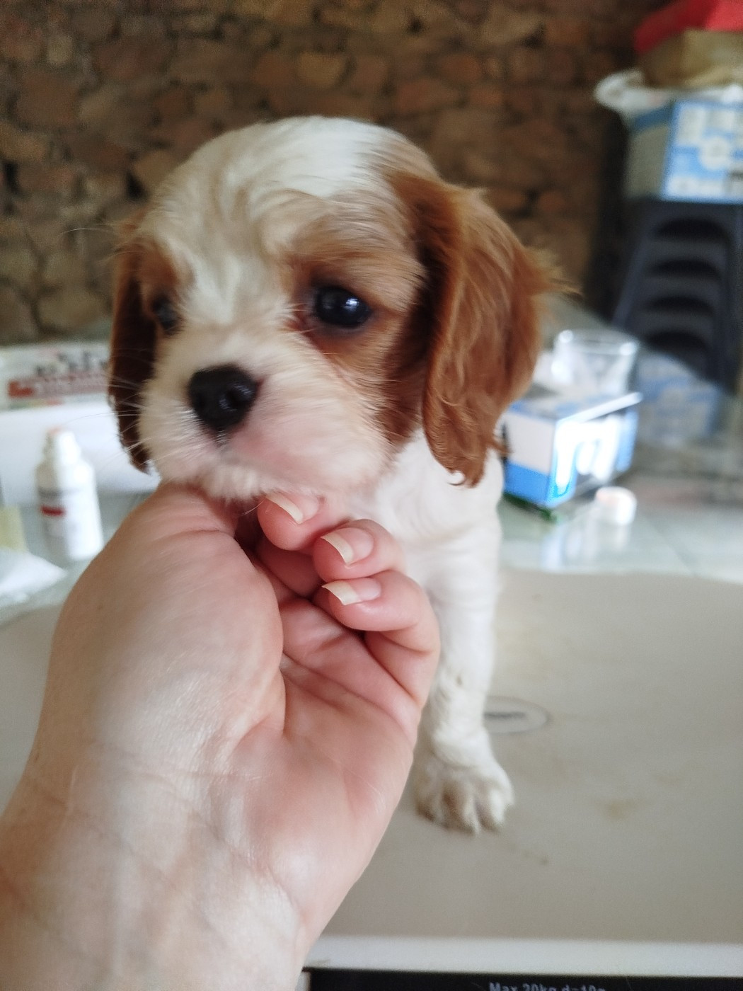 Du Domaine Des Devets - Chiots disponibles - Cavalier King Charles Spaniel
