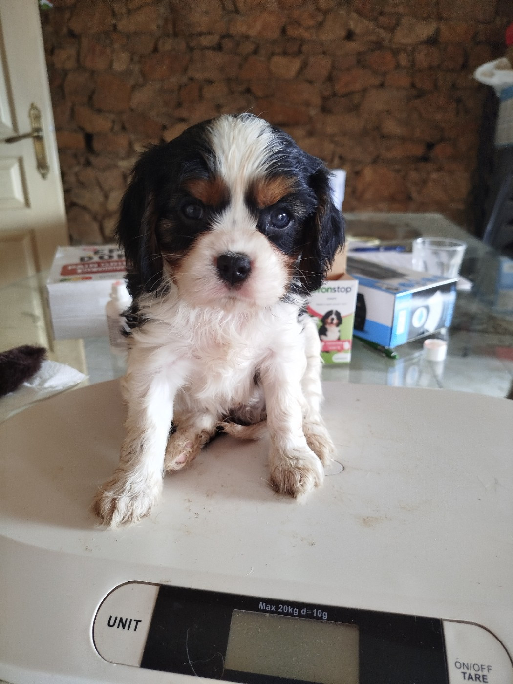 Du Domaine Des Devets - Chiots disponibles - Cavalier King Charles Spaniel
