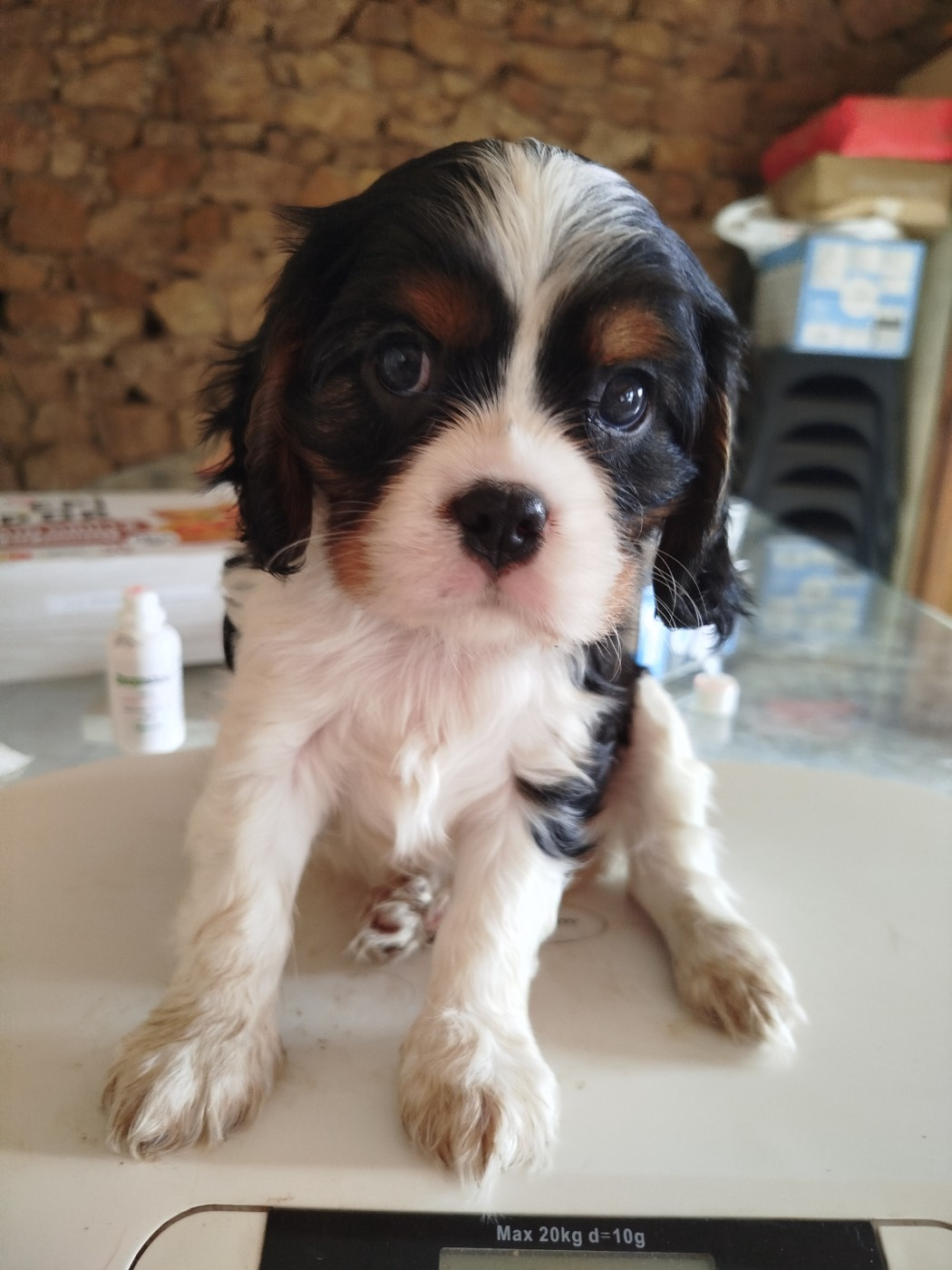 Du Domaine Des Devets - Chiots disponibles - Cavalier King Charles Spaniel