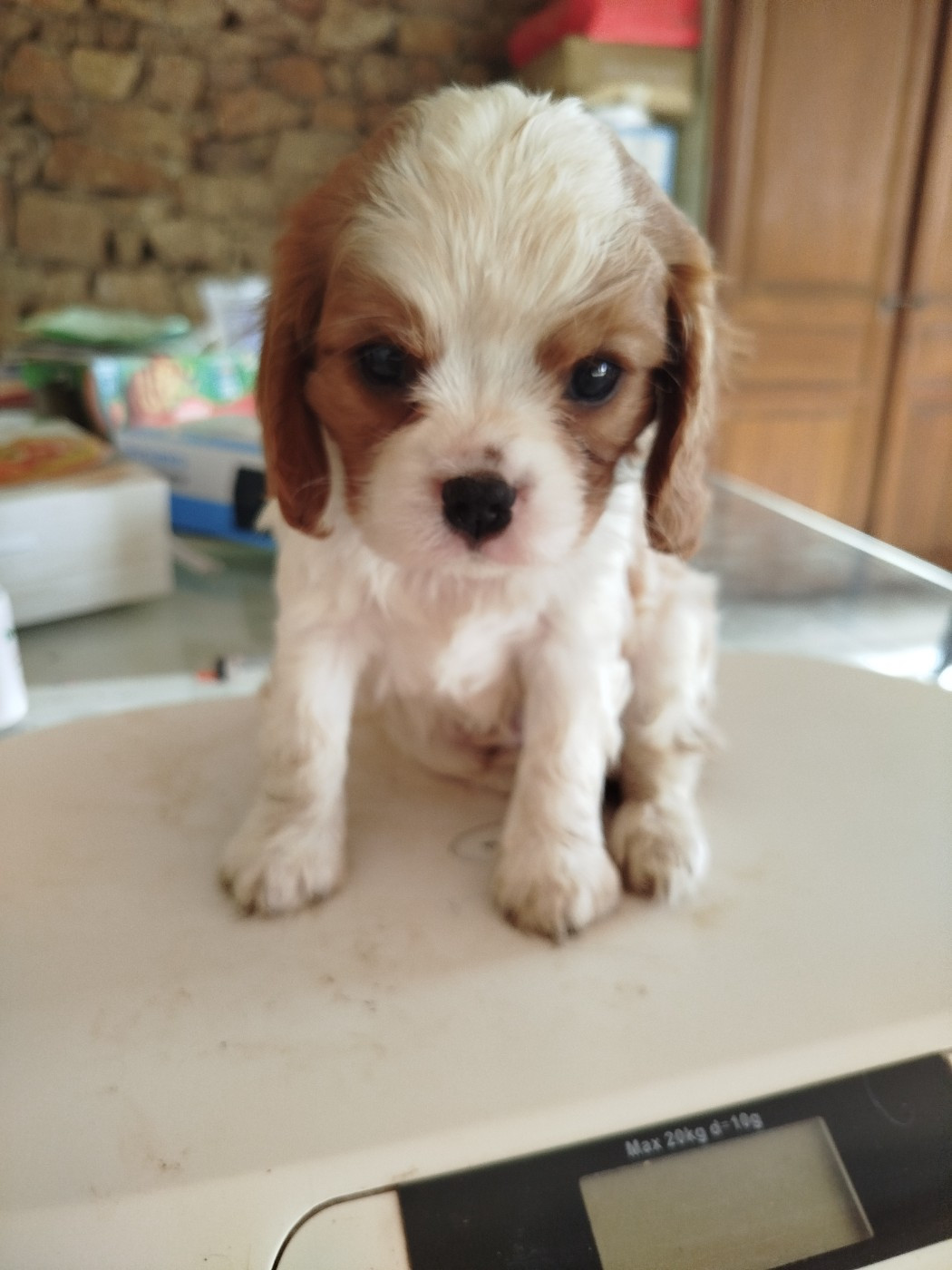 Du Domaine Des Devets - Chiots disponibles - Cavalier King Charles Spaniel