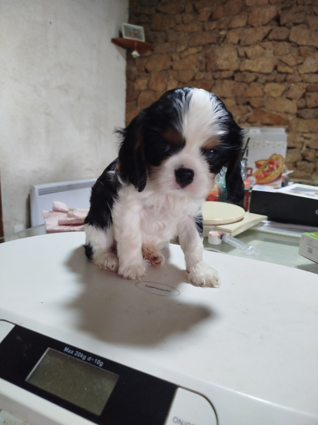 Du Domaine Des Devets - Chiots disponibles - Cavalier King Charles Spaniel