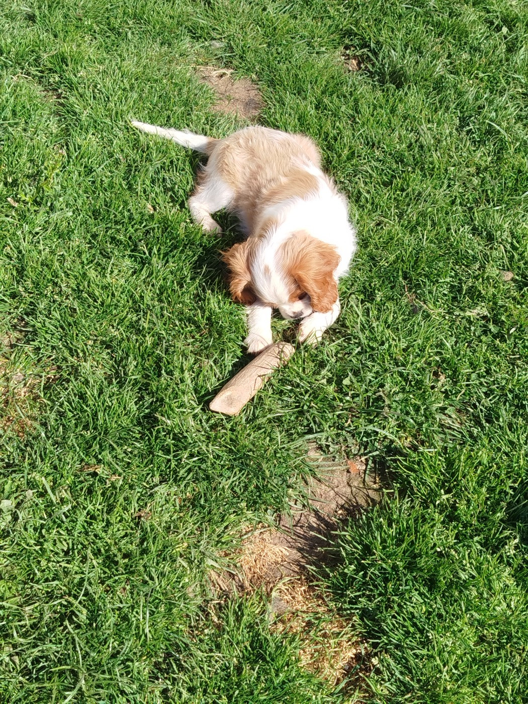 Du Domaine Des Devets - Chiots disponibles - Cavalier King Charles Spaniel