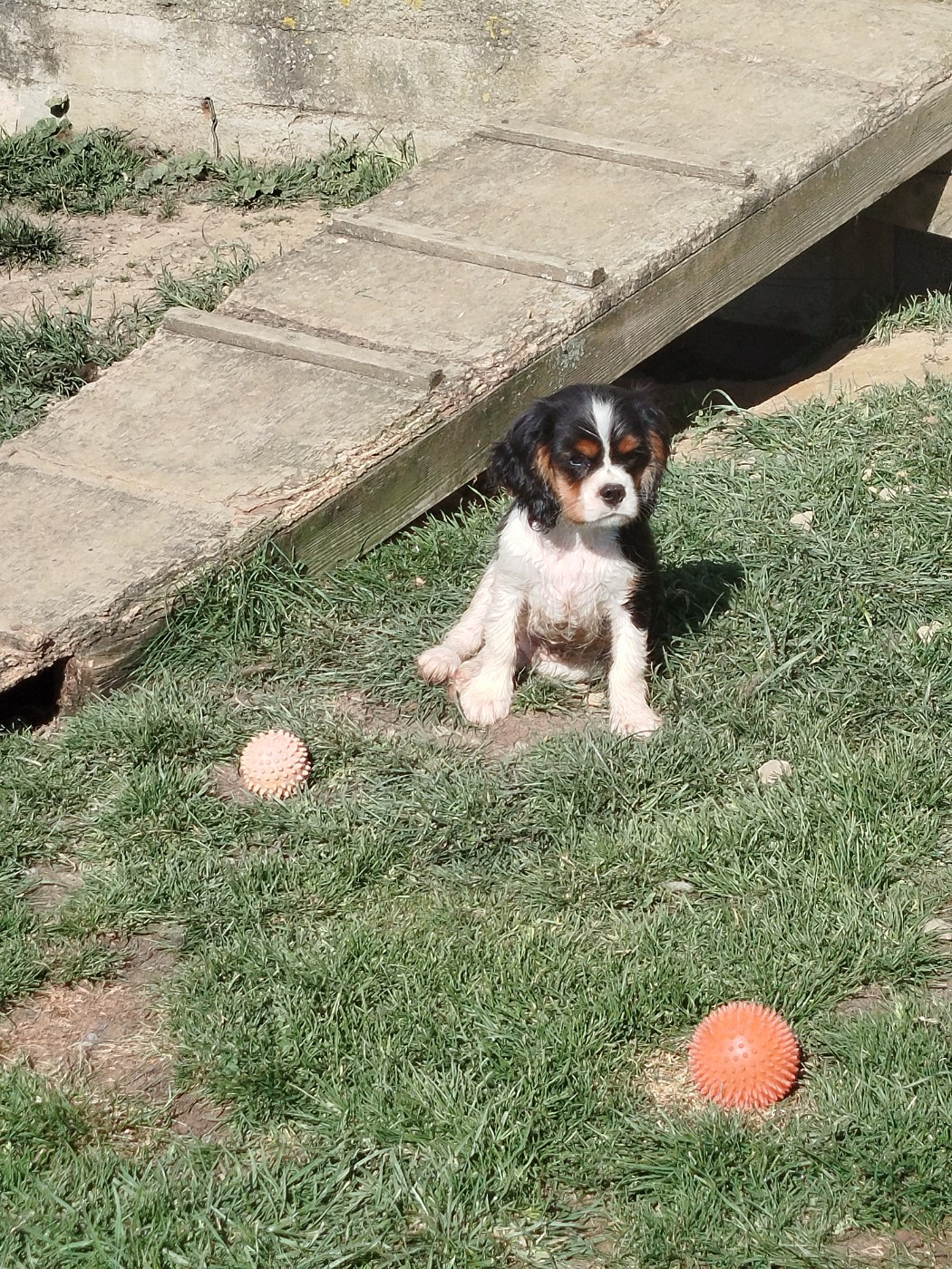 Du Domaine Des Devets - Chiots disponibles - Cavalier King Charles Spaniel