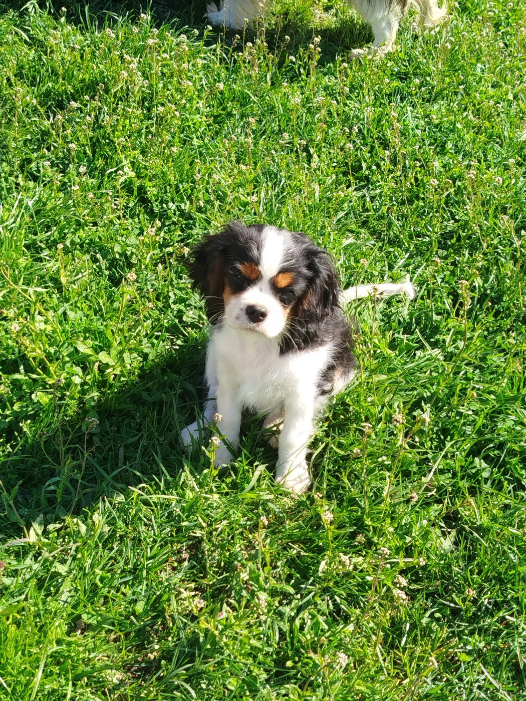 Du Domaine Des Devets - Chiots disponibles - Cavalier King Charles Spaniel