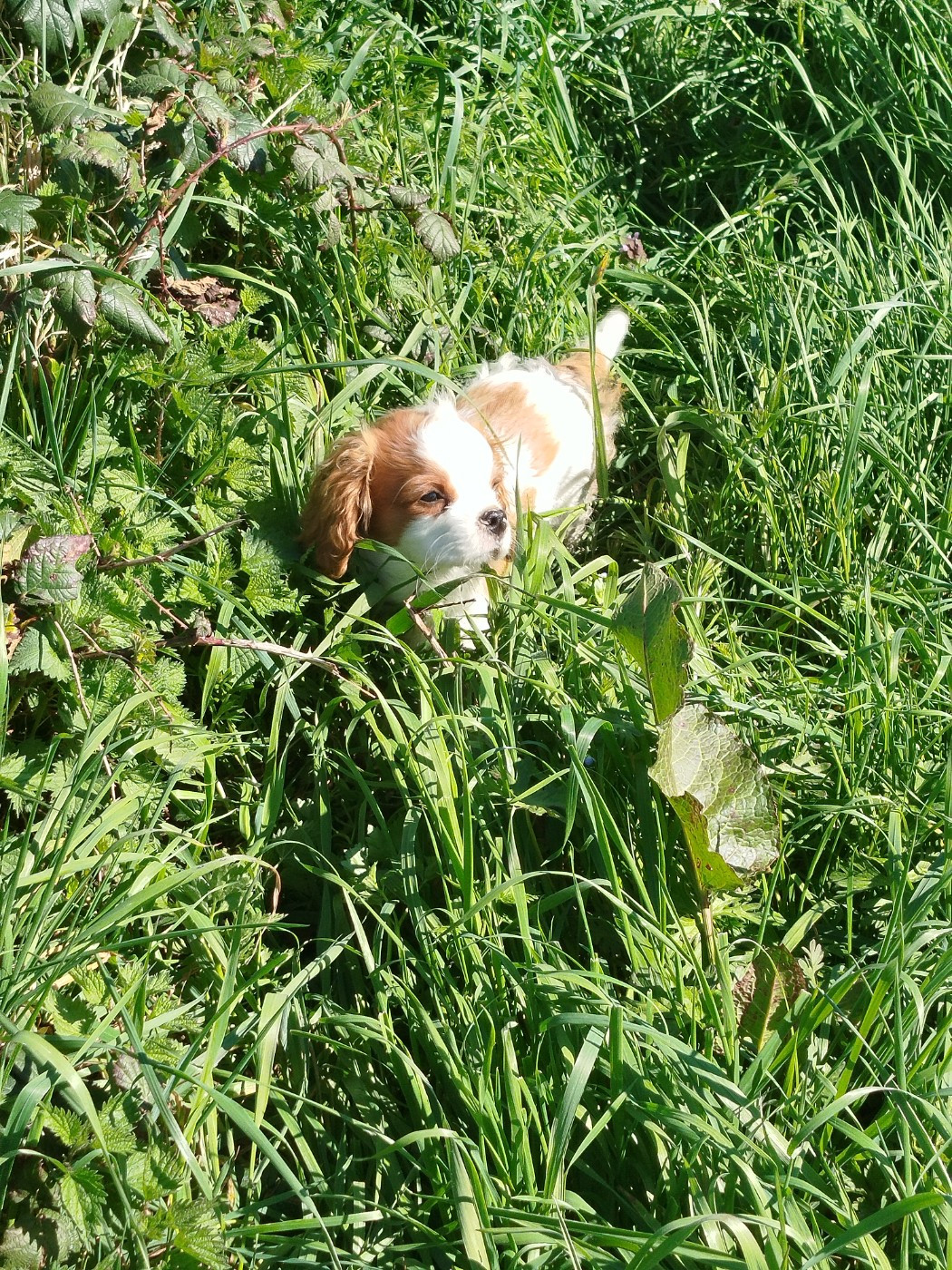 Du Domaine Des Devets - Chiots disponibles - Cavalier King Charles Spaniel