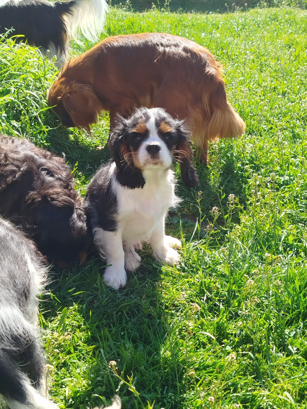 Du Domaine Des Devets - Chiots disponibles - Cavalier King Charles Spaniel