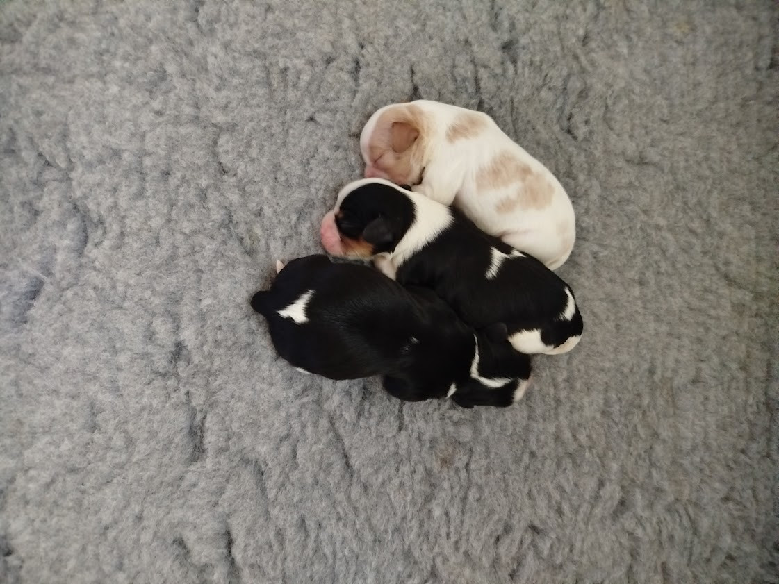 Chiot Cavalier King Charles Spaniel Du Domaine Des Devets