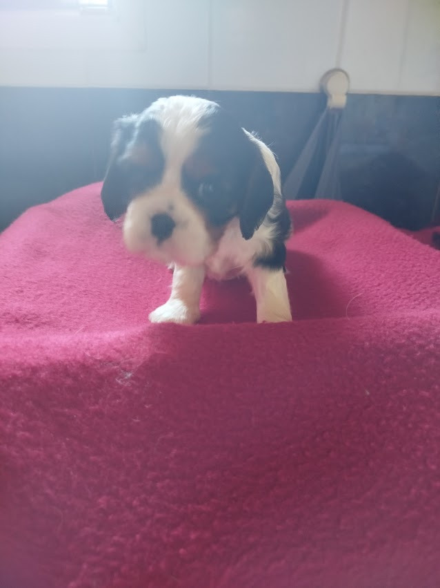 Du Domaine Des Devets - Chiots disponibles - Cavalier King Charles Spaniel