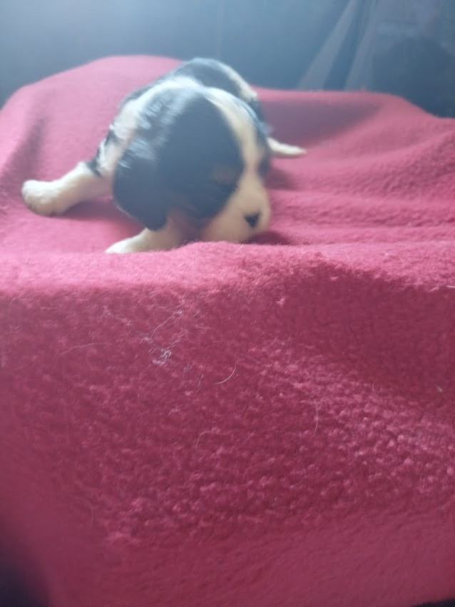 Du Domaine Des Devets - Chiots disponibles - Cavalier King Charles Spaniel
