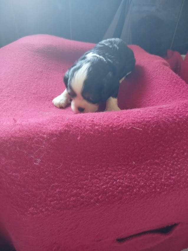 Du Domaine Des Devets - Chiots disponibles - Cavalier King Charles Spaniel