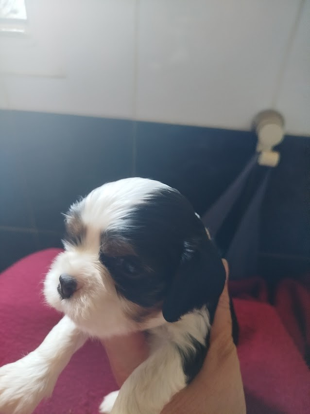 Du Domaine Des Devets - Chiots disponibles - Cavalier King Charles Spaniel