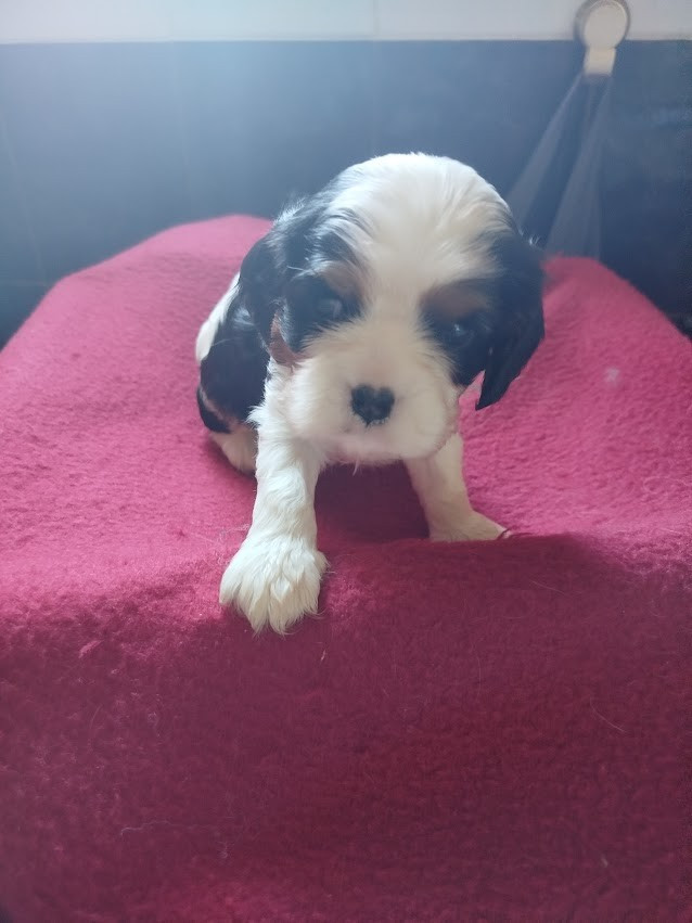 Du Domaine Des Devets - Chiots disponibles - Cavalier King Charles Spaniel