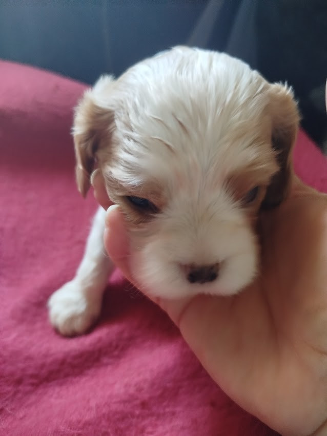 Du Domaine Des Devets - Chiots disponibles - Cavalier King Charles Spaniel