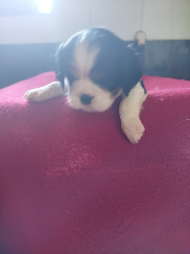 Du Domaine Des Devets - Chiots disponibles - Cavalier King Charles Spaniel