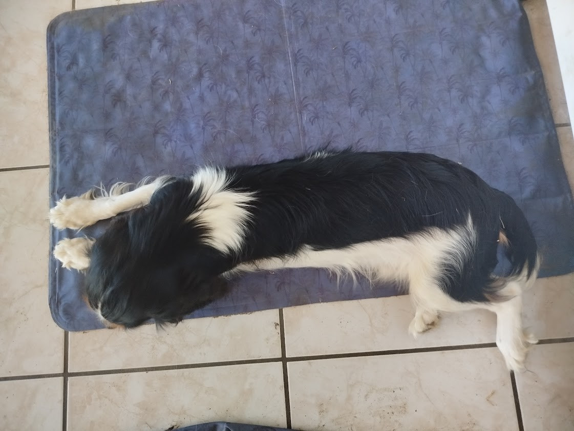 Du Domaine Des Devets - Chiots disponibles - Cavalier King Charles Spaniel