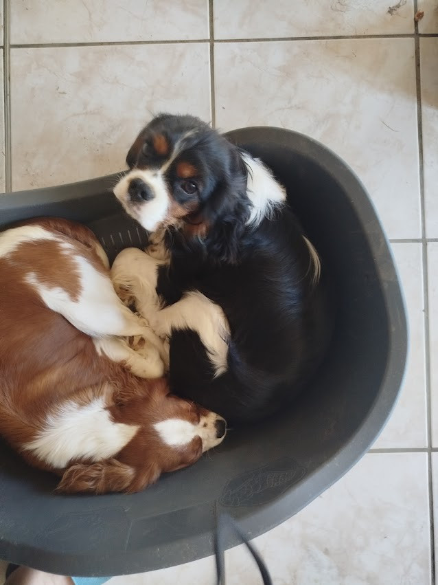 Du Domaine Des Devets - Chiots disponibles - Cavalier King Charles Spaniel