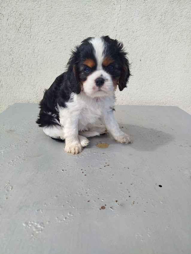 Du Domaine Des Devets - Chiots disponibles - Cavalier King Charles Spaniel