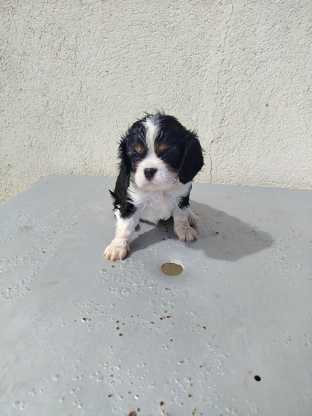Du Domaine Des Devets - Chiots disponibles - Cavalier King Charles Spaniel