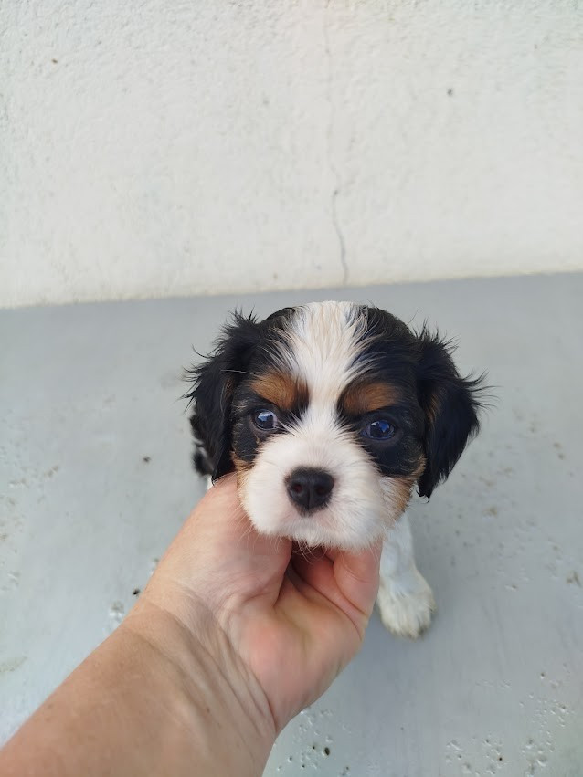 Du Domaine Des Devets - Chiots disponibles - Cavalier King Charles Spaniel
