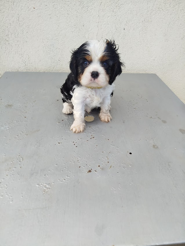 Du Domaine Des Devets - Chiots disponibles - Cavalier King Charles Spaniel