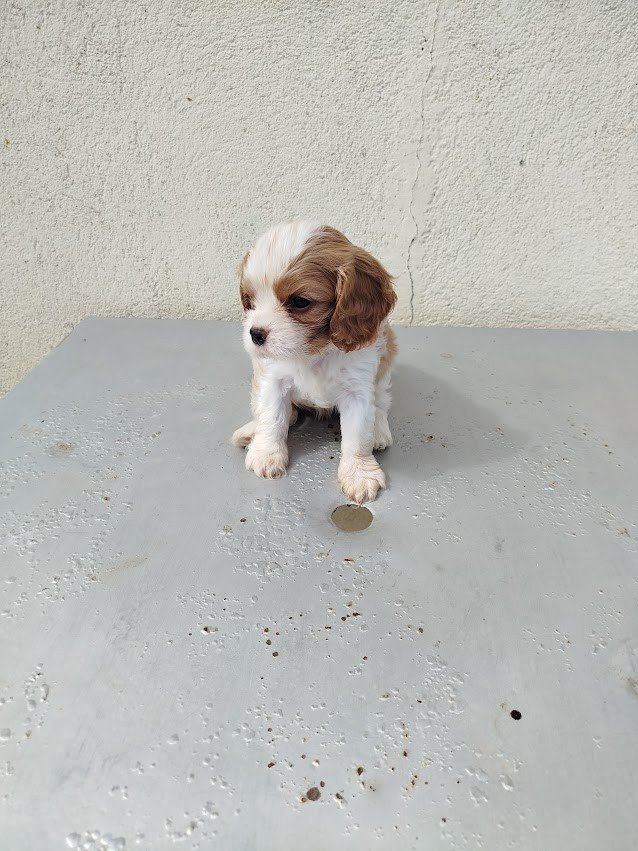 Du Domaine Des Devets - Chiots disponibles - Cavalier King Charles Spaniel