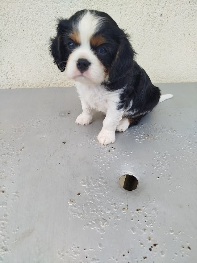 Du Domaine Des Devets - Chiots disponibles - Cavalier King Charles Spaniel