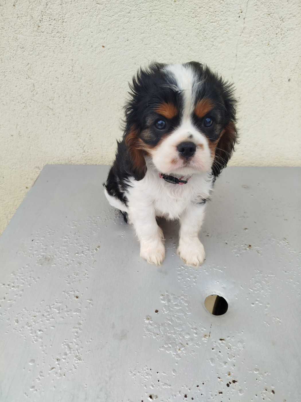 Du Domaine Des Devets - Chiots disponibles - Cavalier King Charles Spaniel