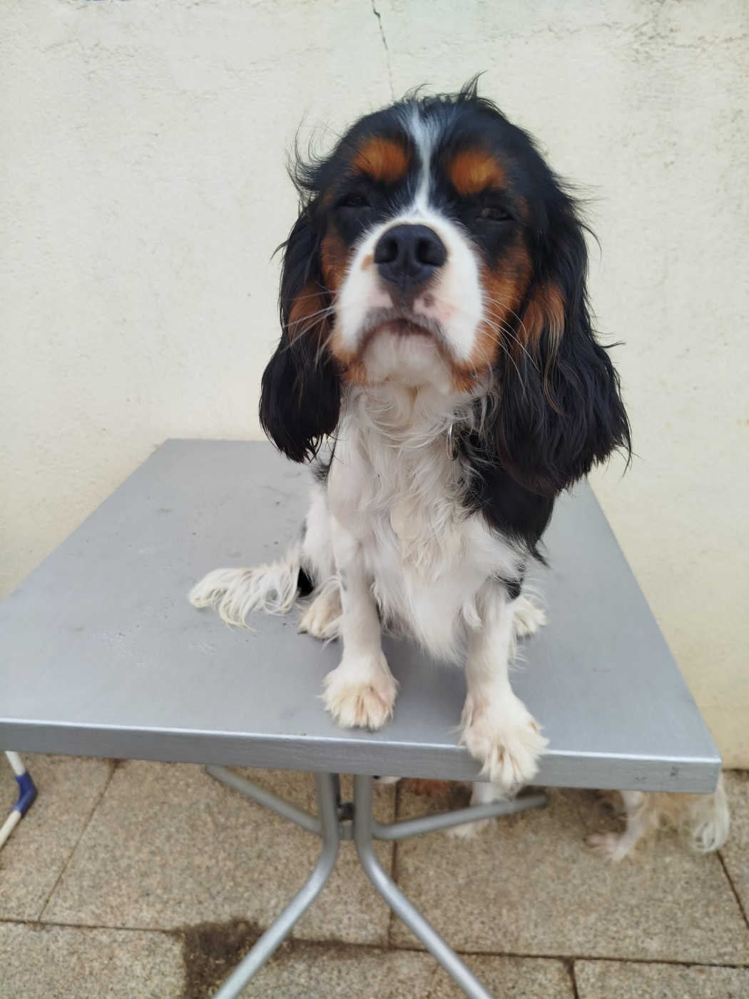 Du Domaine Des Devets - Chiots disponibles - Cavalier King Charles Spaniel