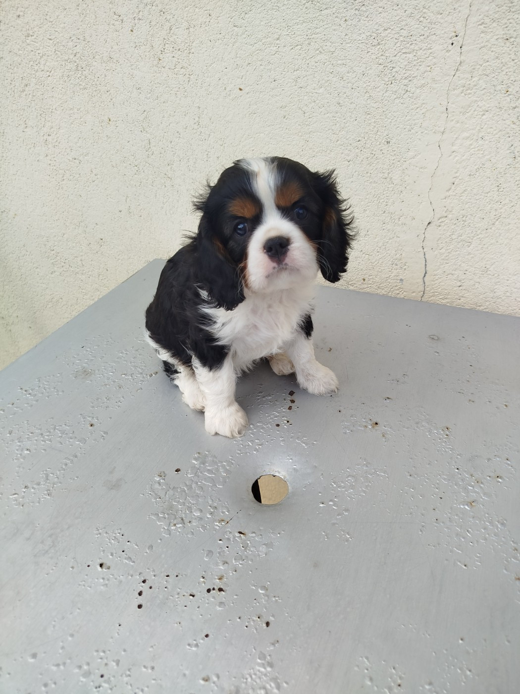 Du Domaine Des Devets - Chiots disponibles - Cavalier King Charles Spaniel