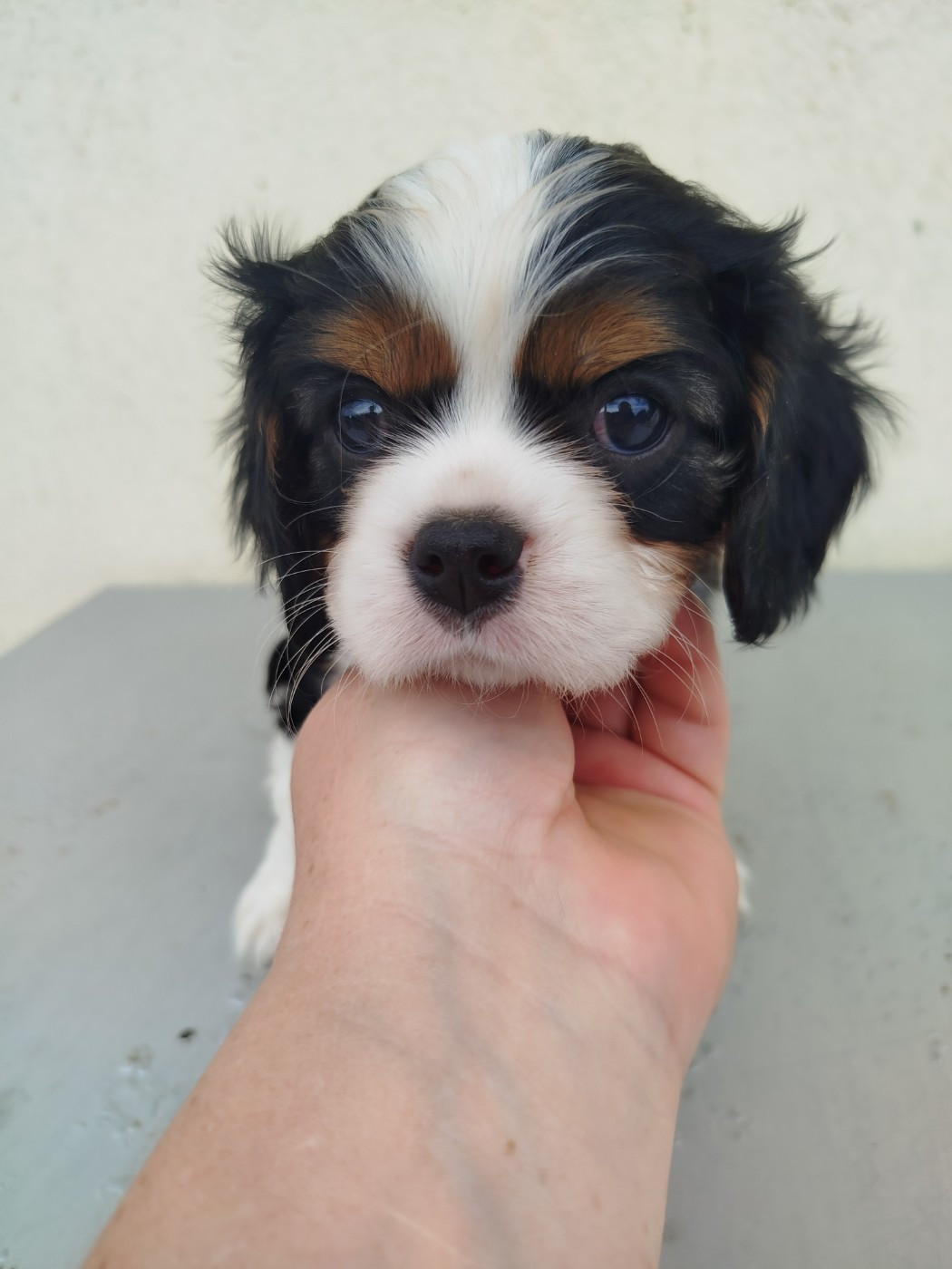 Du Domaine Des Devets - Chiots disponibles - Cavalier King Charles Spaniel
