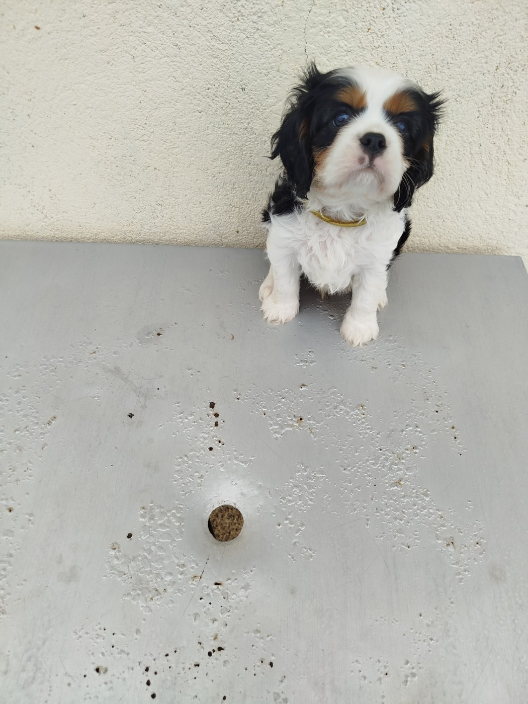 Du Domaine Des Devets - Chiots disponibles - Cavalier King Charles Spaniel