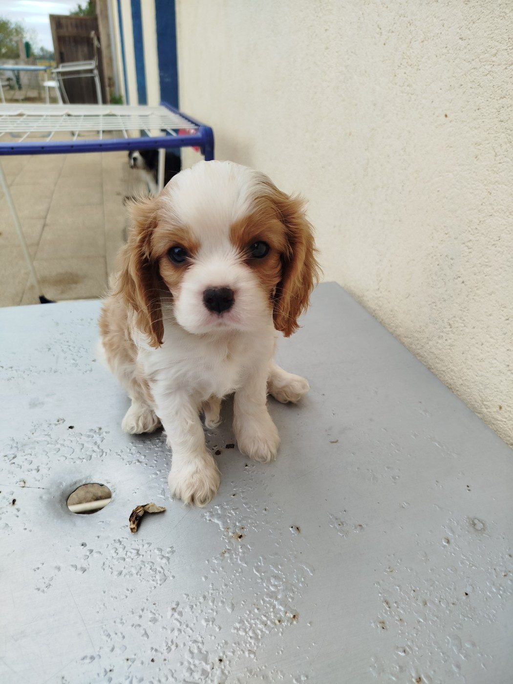 Du Domaine Des Devets - Chiots disponibles - Cavalier King Charles Spaniel