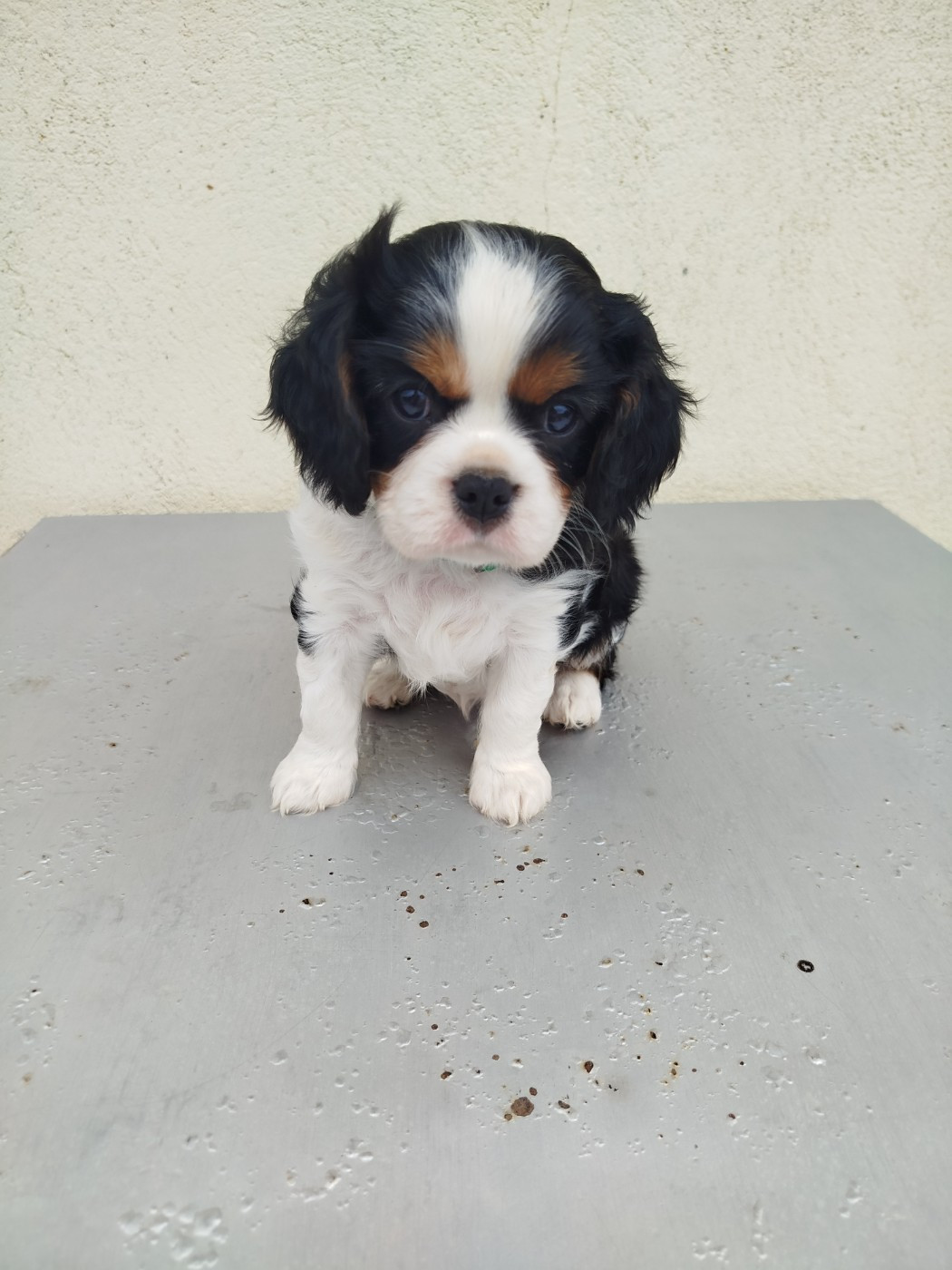Du Domaine Des Devets - Chiots disponibles - Cavalier King Charles Spaniel