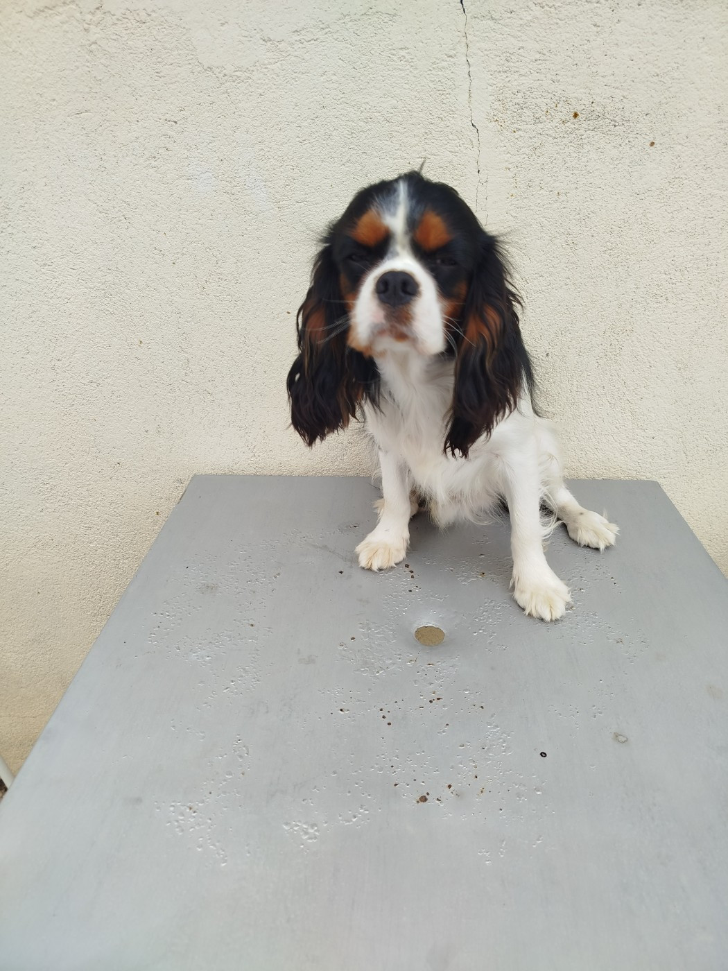 Du Domaine Des Devets - Chiots disponibles - Cavalier King Charles Spaniel
